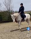 Cherokee, Cheval apaloosa 