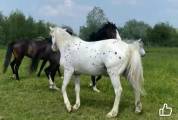 Cherokee, Cheval apaloosa 