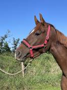 Selle Français 3 ans adorable