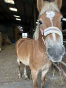 Cheval à vendre 