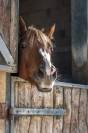 Pension Box / Paddock  UCPA de Grammont