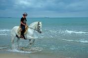 Poney D, hongre, 10 ans, PP Connemara