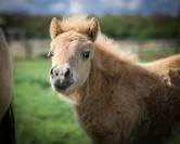 Pouliche shetland pp taille standard - palomino