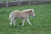 Pouliche shetland pp taille standard - palomino