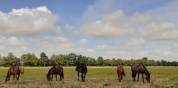 Propose pension pour chevaux au pré et ou pré/box