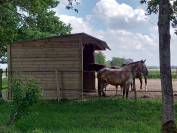 Propose pension pour chevaux au pré et ou pré/box