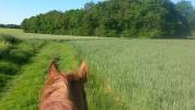 Propose pension pour chevaux au pré et ou pré/box