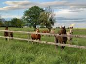 Propose stage d'enseignement au plus proche des chevaux