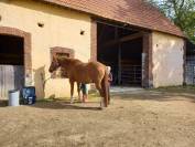 Propose stage d'enseignement au plus proche des chevaux