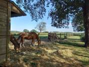 Propose stage d'enseignement au plus proche des chevaux