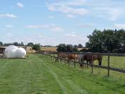 Propose stage d'enseignement au plus proche des chevaux