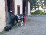 Propose stage d'enseignement au plus proche des chevaux