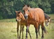 Pouliche PP Connemara Part Bred