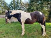 jument Paint Horse/Irish Cob, 8 ans, 1m45, OC 