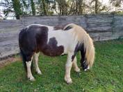 jument Paint Horse/Irish Cob, 8 ans, 1m45, OC 