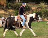 jument Paint Horse/Irish Cob, 8 ans, 1m45, OC 