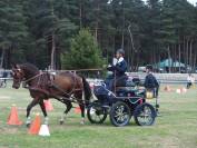 Cheval FM plein papier, lignée DON/ NAGANO