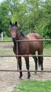 Filly quarter horse AQHA débourée origine reining