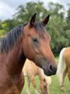 Filly quarter horse AQHA débourée origine reining