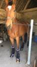 Cheval de sport Hongre 8 ans 