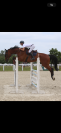 Cheval de sport Hongre 8 ans 