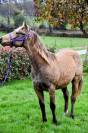 Très beau et rare Quarter Horse SILVER !