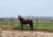 Pouliche welsh part bred 2ans 