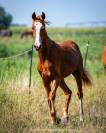 Entier Akhal teke