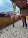 À vendre Hongre SF 12 ans CSO/DR