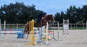 Top poney D cheval belge