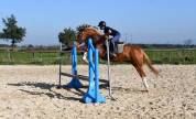 Top poney D cheval belge