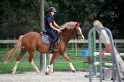 Top poney D cheval belge