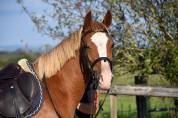 Top poney D cheval belge