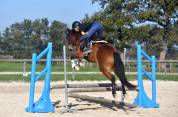 Top poney C cheval belge