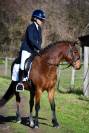 Top poney C cheval belge