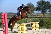 Top poney C cheval belge