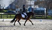 Top poney C cheval belge