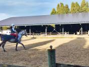 13 - SALON DE PROVENCE PROPRIETE EQUESTRE 4.9 HECTARES