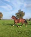 Jument Welsh type cob