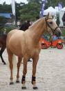 PFS 4 ans palomino