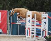 PFS 4 ans palomino