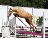 PFS 4 ans palomino