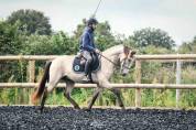 Lusitanien 5 ans idéal dressage 