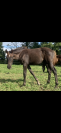 SF par Pégase Van’t Ruytershof Foal