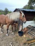 Magnifique cheval Comtois à vendre