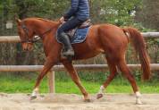 Chevaux de loisirs 