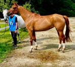 Chevaux à vendre 