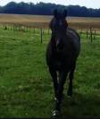 Jument Danish Warmblood PP 