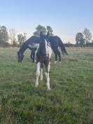 Vente poulain cheval taille adulte 