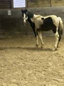 Vente poulain cheval taille adulte 